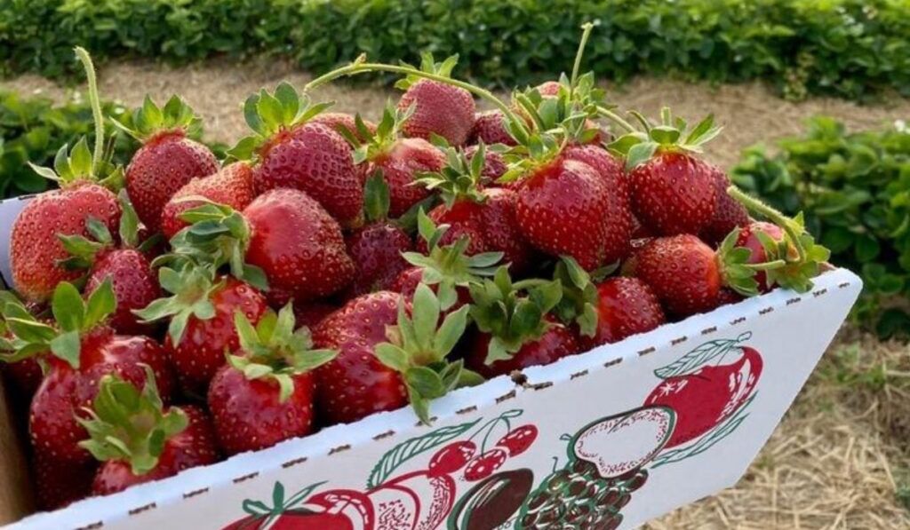 Mahabaleshwar In Monsoon: Strawberries, Mist & Best Stays 12 S7