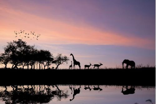 best time to visit wildlife sanctuaries (3)