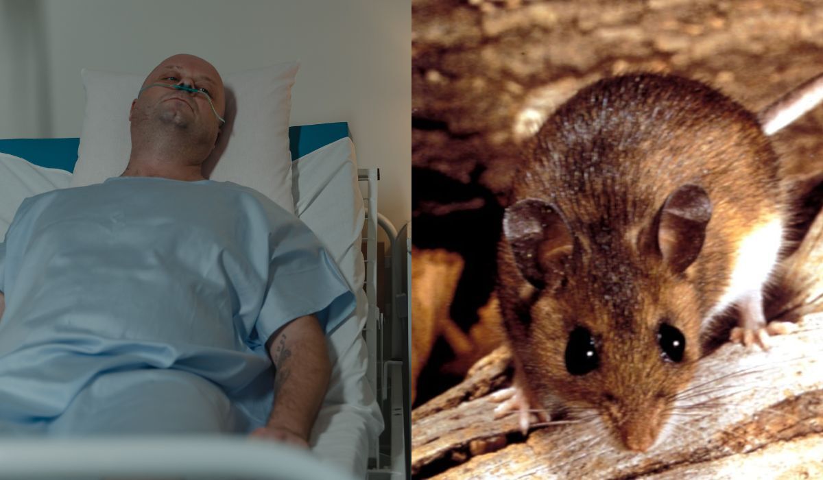 what is Hantavirus