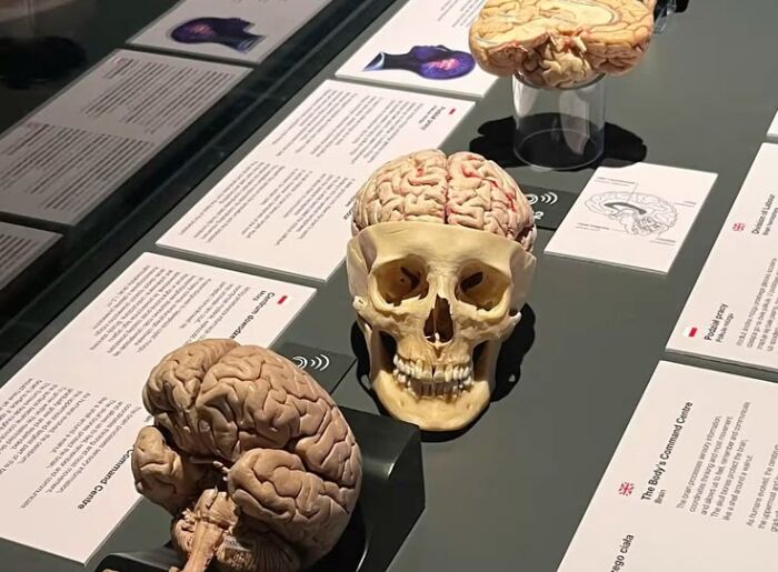 Quirky museums in India including Museum of Word and Cat Museum