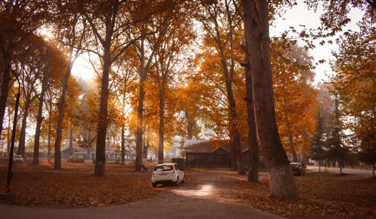 Autumn foliage in India