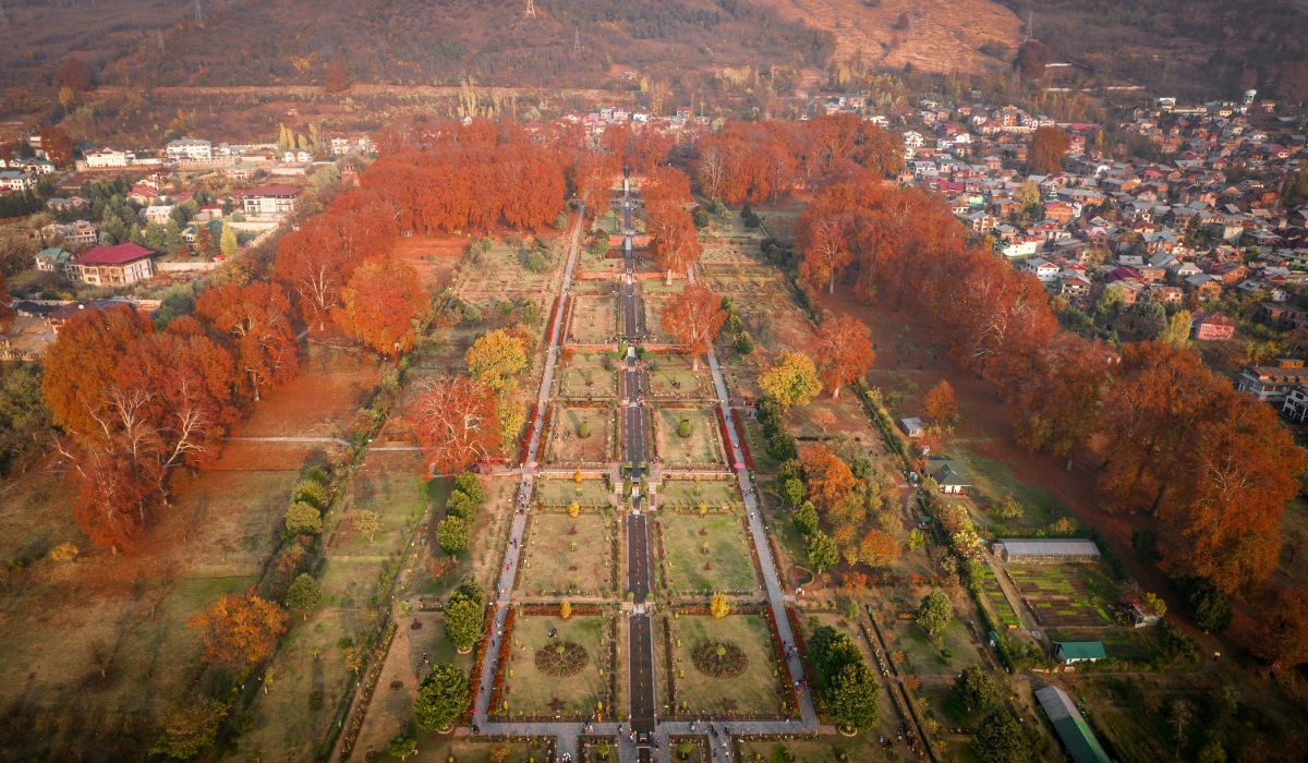 Chinar trees in Kashmir