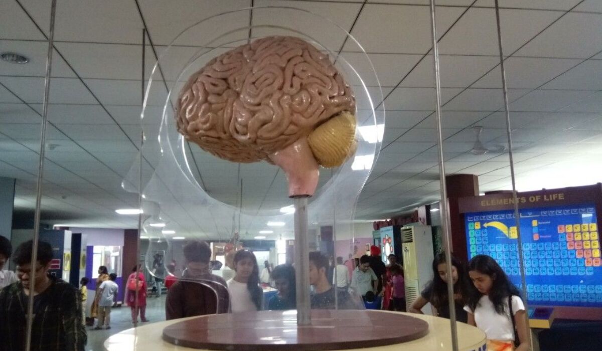 Quirky museums in India including Museum of Word and Cat Museum