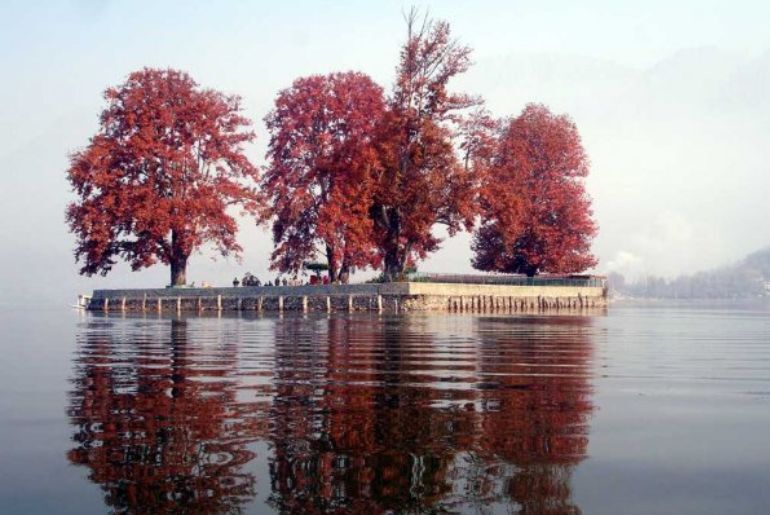 Chinar trees in Kashmir