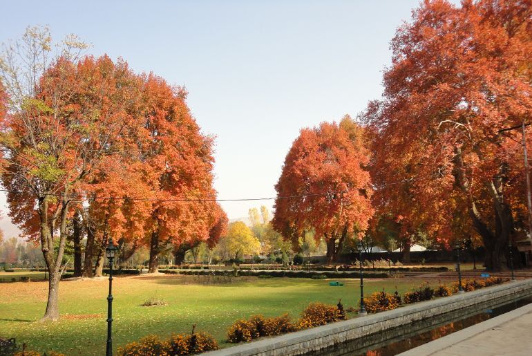 Chinar trees in Kashmir
