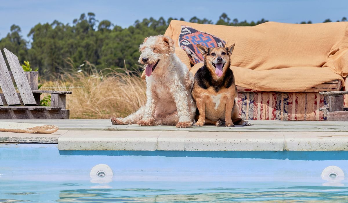 Pet-friendly vacation rental in Goa for a beach holiday