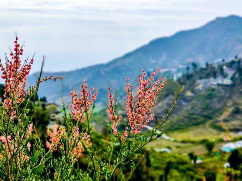 Best Hostels In Mussoorie