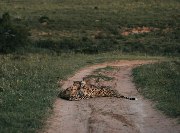 India’s First Cheetah Safari