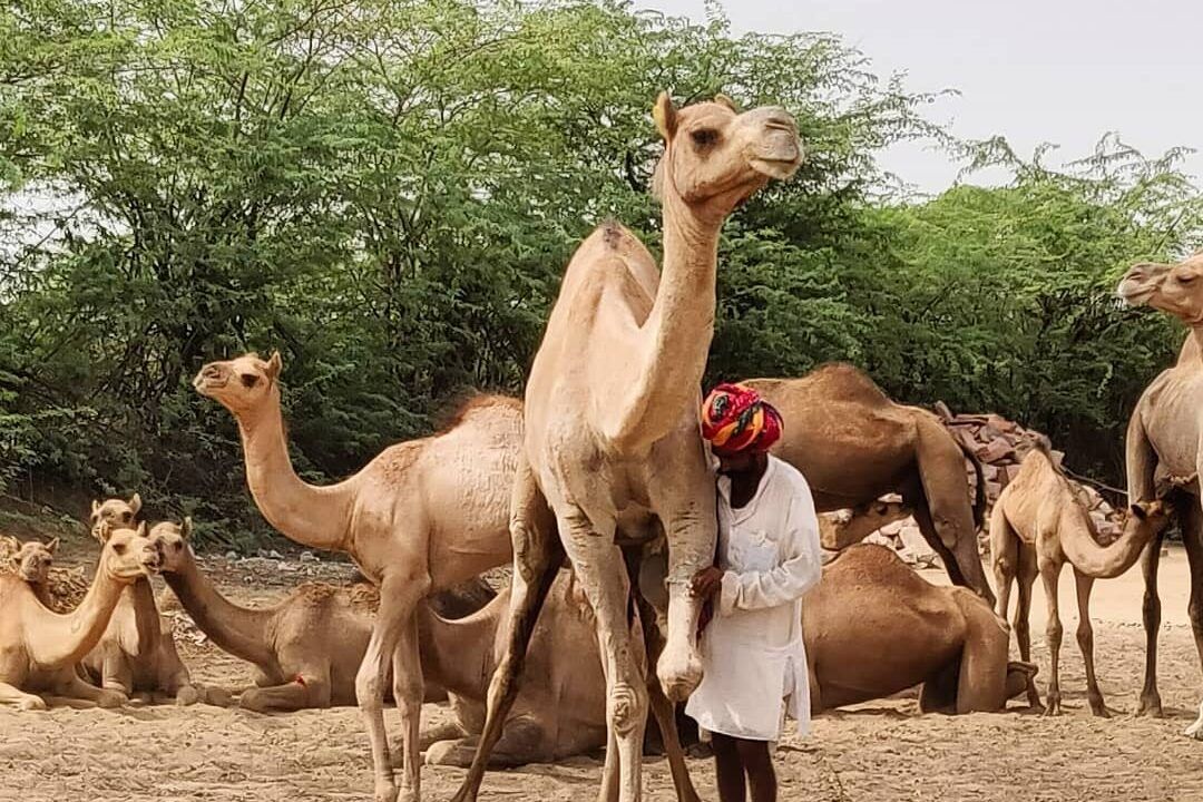 Bishnoi Village Safari