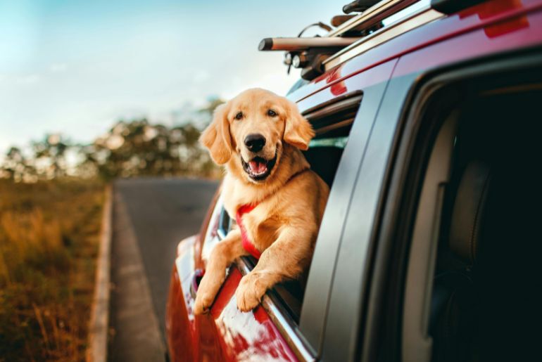 Pet-Friendly Staycation Spots Near Chennai