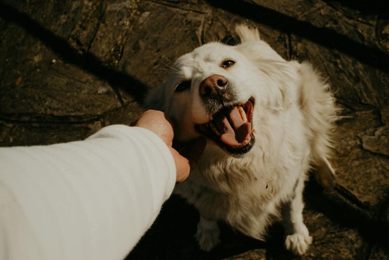 Pet-Friendly Staycation Spots Near Chennai