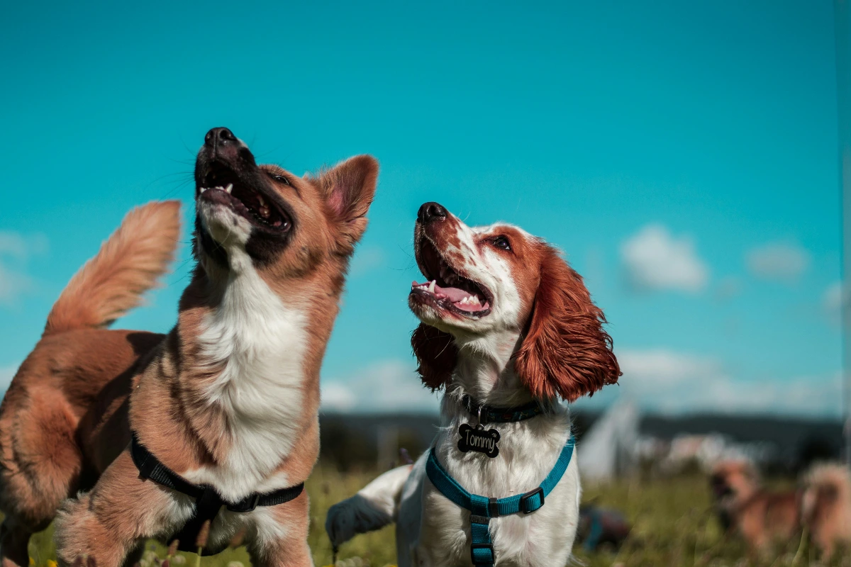 Pet-Friendly Staycation Spots Near Chennai