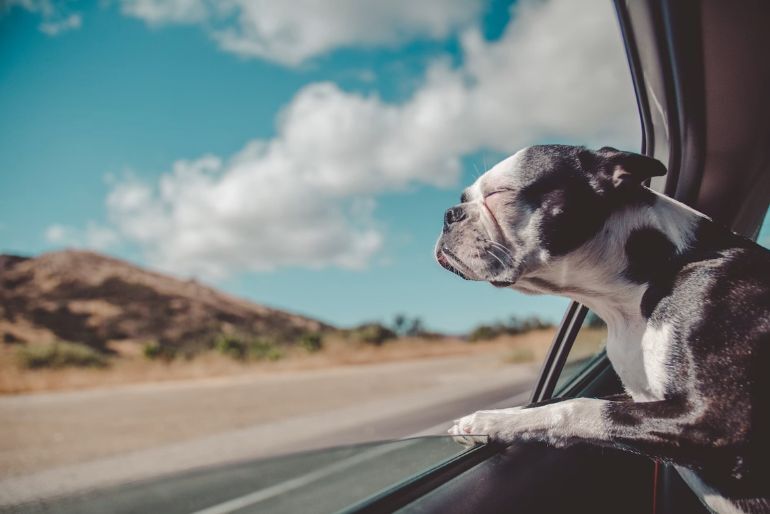 pet-friendly Staycation Near Bangalore (1)