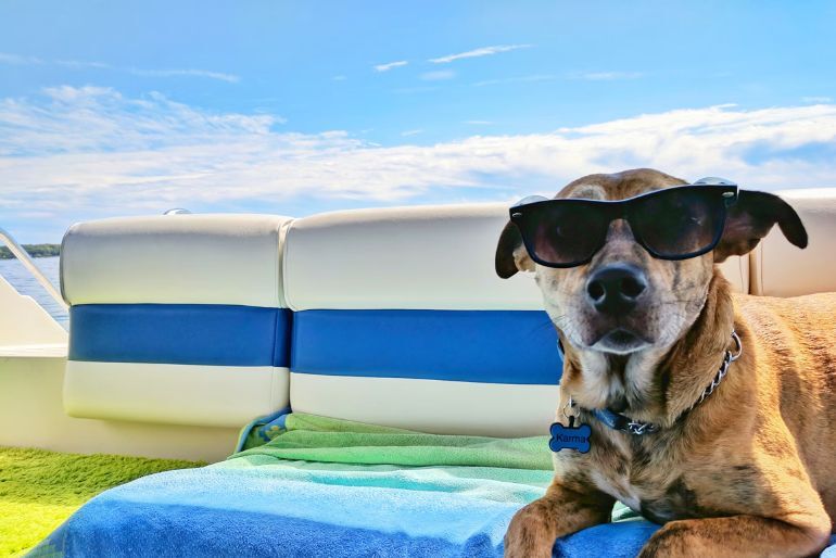 pet-friendly Staycation Near Bangalore (2)
