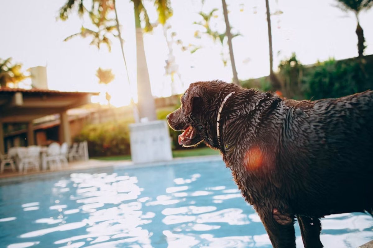 pet-friendly Staycation Near Bangalore