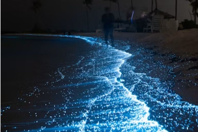 Best Bioluminescent Beaches In India (1)
