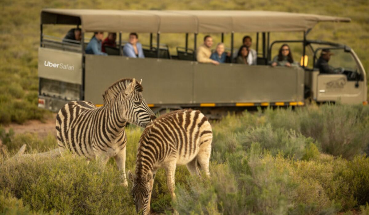 Uber Safari