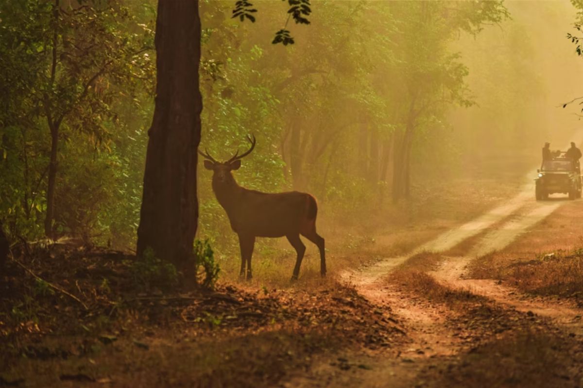 best wildlife safaris in the world