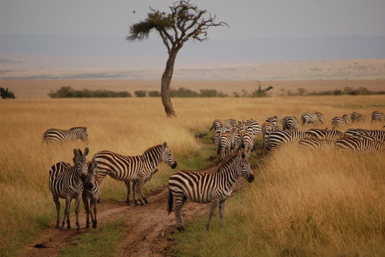 maasai mara