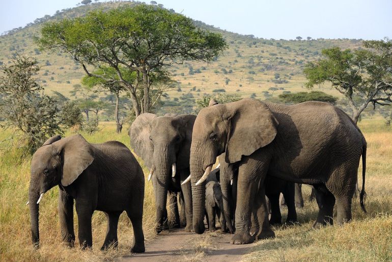 serengeti