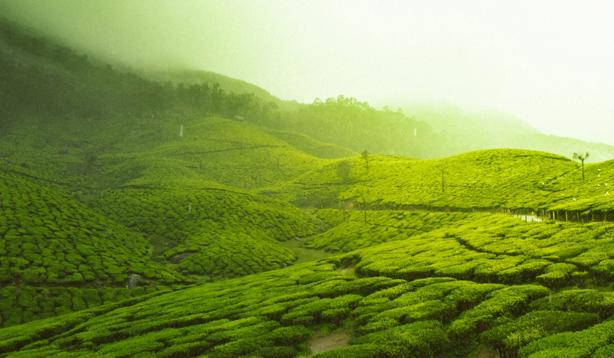 Munnar 3 Days 2 Nights Itinerary