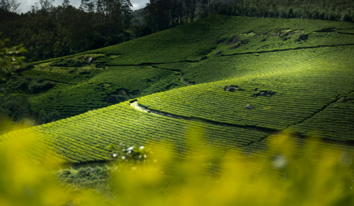 Places To Visit In Wayanad