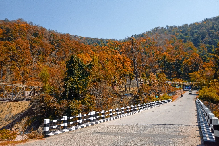 Autumn foliage in India
