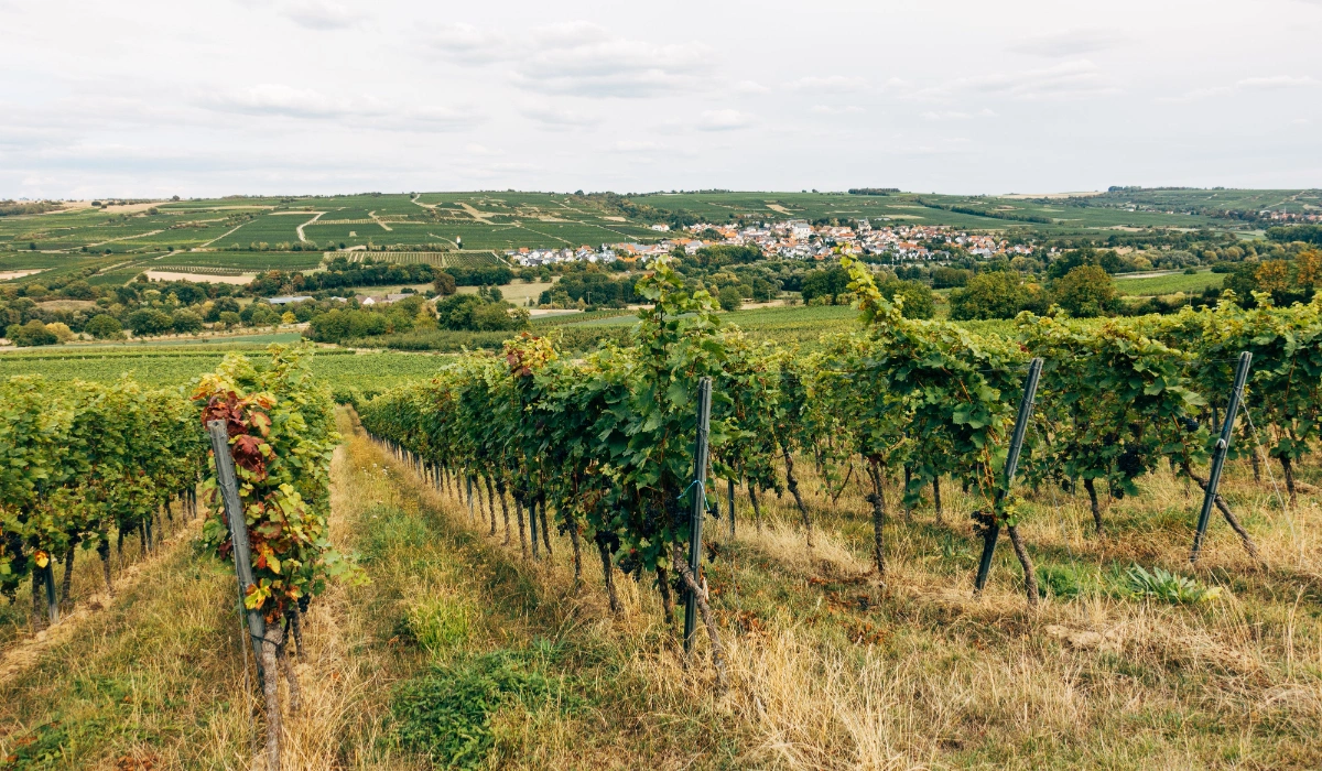 Vineyards In India