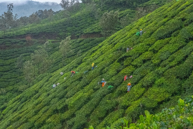 munnar-kerala-october-weather.jpg