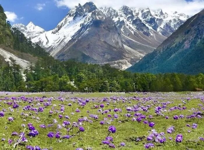 Lachung Travel Guide