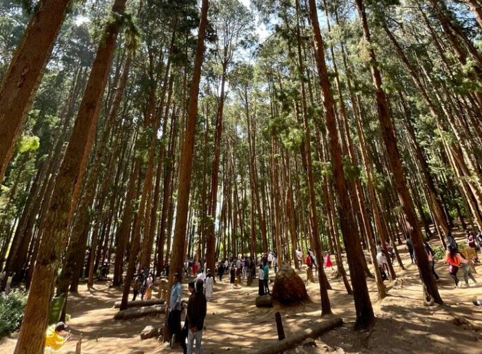 Ziro Music Festival in Arunachal Pradesh