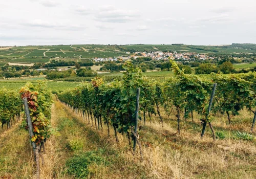 Vineyards In India