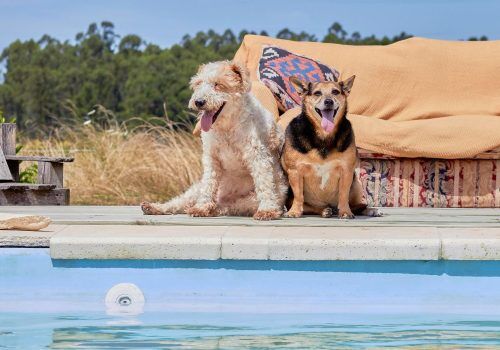 Pet-friendly vacation rental in Goa for a beach holiday