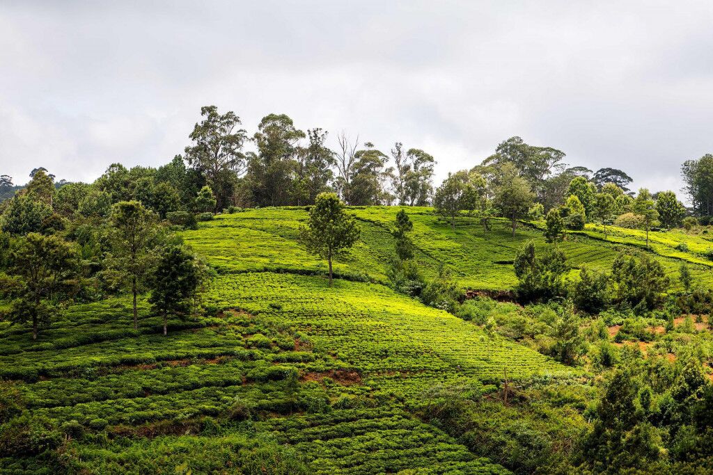 Best Hill Stations In Tamil Nadu For A Break