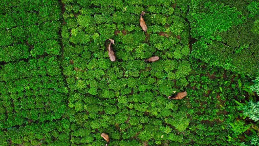 things to do in coonoor