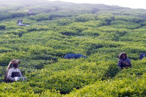 Munnar Travel Guide