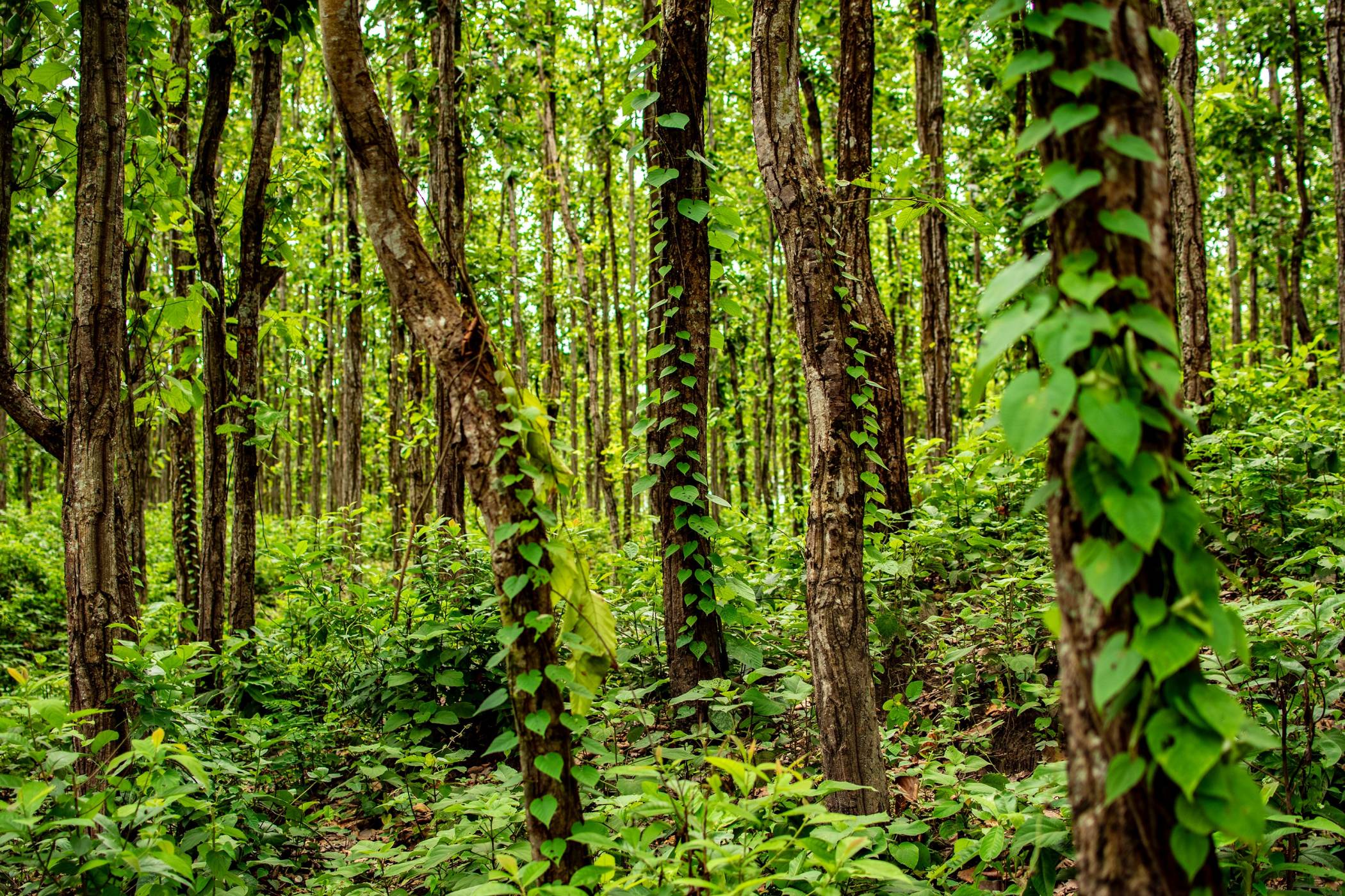 Traveling to Siliguri Guide