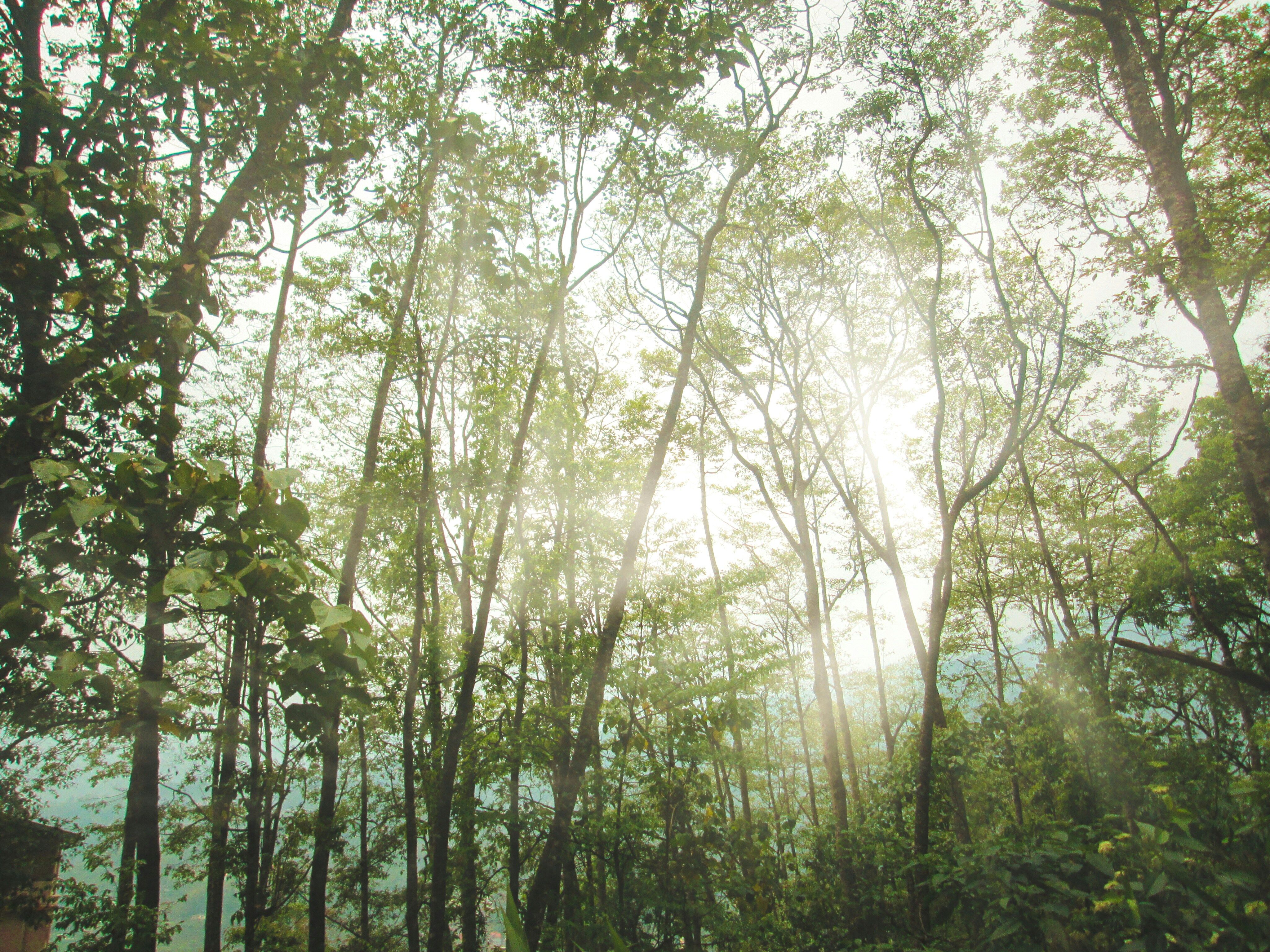 Dalhousie Travel Guide