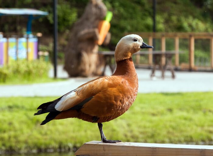 Brahminy Duck