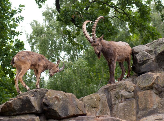 Himalayan Ibex