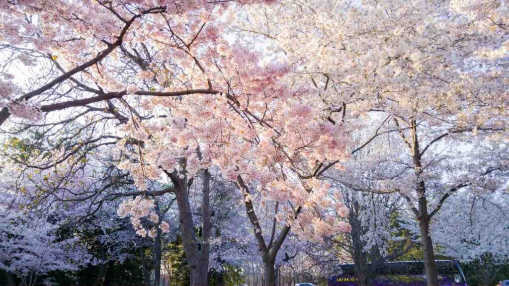 cherry blossom festival shillong