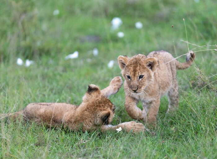 Kenyan wildlife