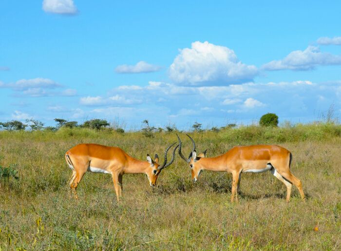 Kenyan wildlife