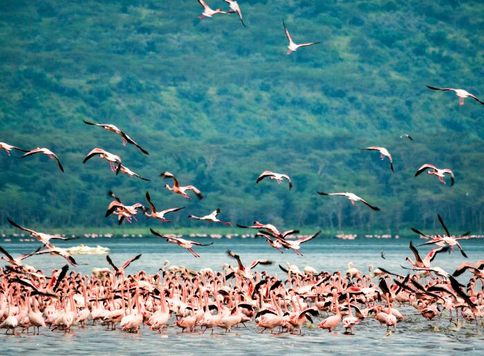 Lake Nakuru National Park