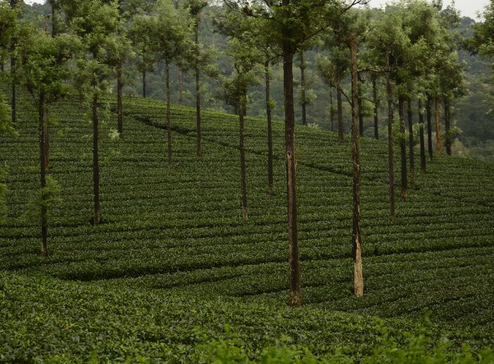 Valparai in South India