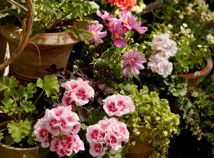 Mumbai Flower Festival 2026