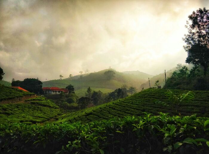 Munnar Monsoon Guide