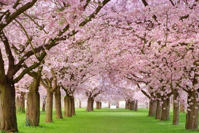 almond blossom