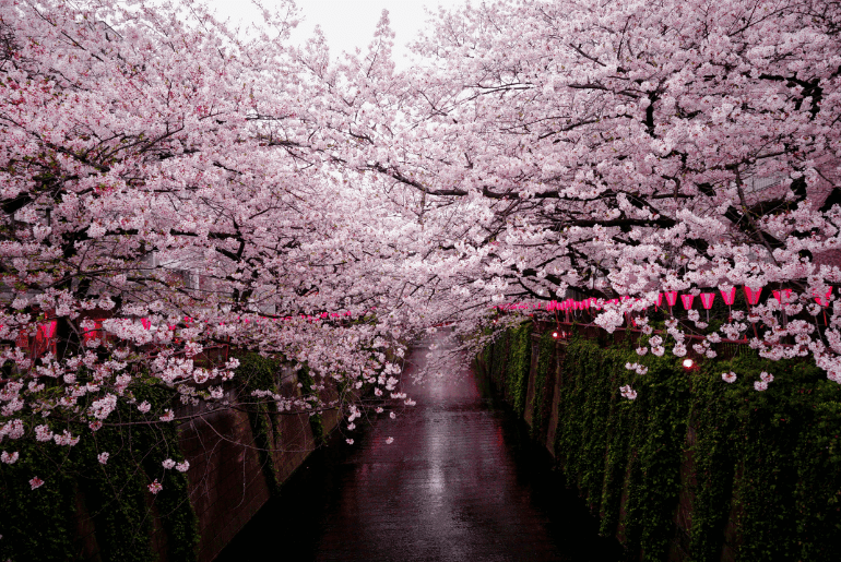 sakura