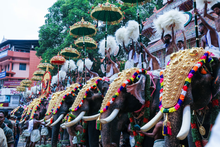 elephant
